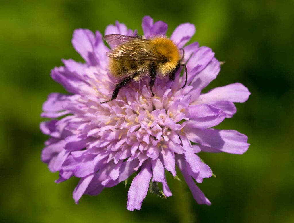 Bee on a flower