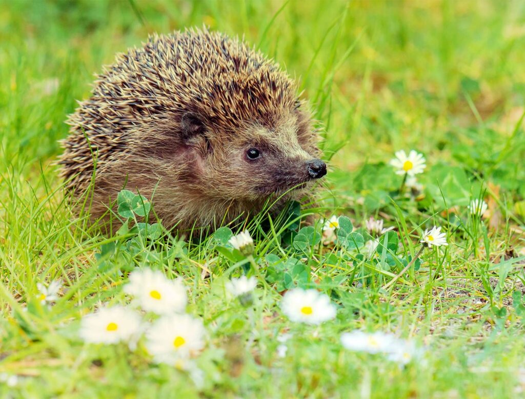 Biodiversity