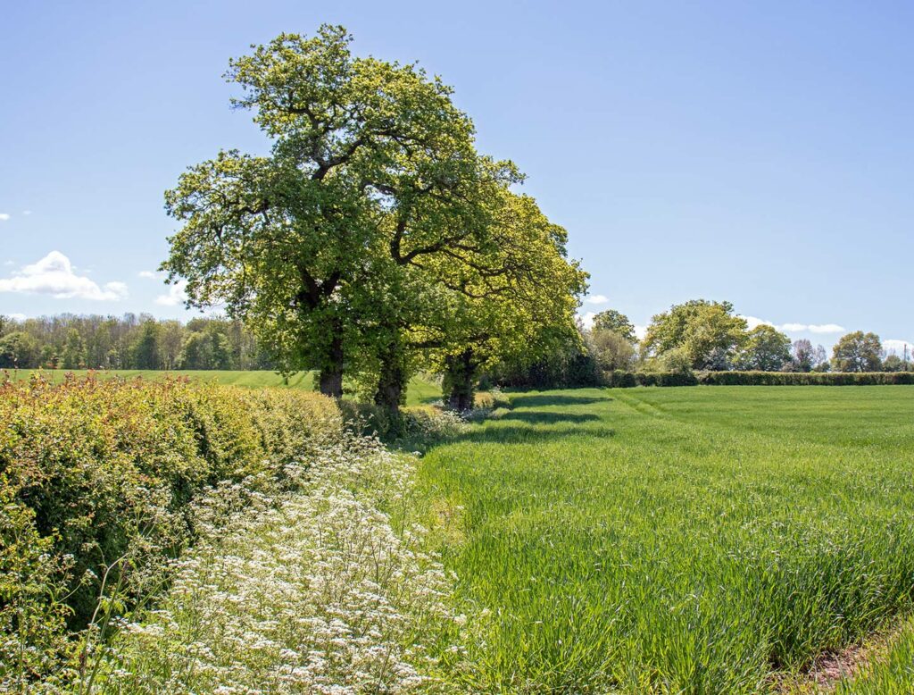 Green open space